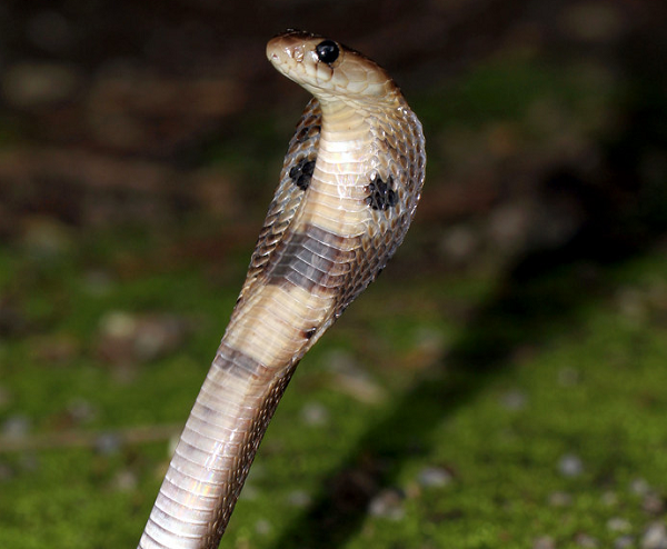 Loài rắn này được tìm thấy nhiều ở tiểu lục Ấn Độ và là một thành viên trong nhóm “tứ đại nọc độc” của đất nước này. Rắn hổ mang chúa Ấn Độ rất được tôn kính trong thần thoại và văn hóa của người dân nơi đây.