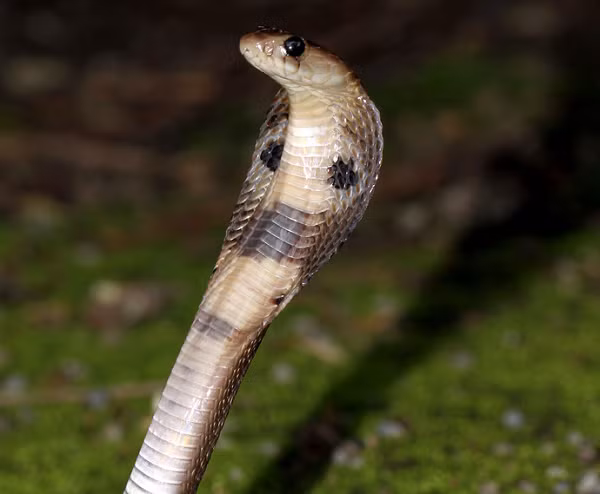 Loài rắn này được tìm thấy nhiều ở tiểu lục Ấn Độ và là một thành viên trong nhóm “tứ đại nọc độc” của đất nước này. Rắn hổ mang chúa Ấn Độ rất được tôn kính trong thần thoại và văn hóa của người dân nơi đây.