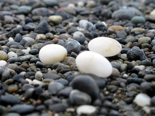 Với những ai có tay nghề lượm đá lâu năm, họ sẽ dễ dàng nhận ra được viên đá nào có giá trị mua bán cao. Đá có hoa văn, màu sắc và hình dáng càng độc thì càng bán được nhiều tiền.