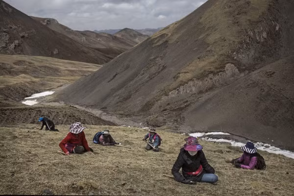 "Đây là tộc người có tốc độ biến đổi gen nhanh nhất được ghi nhận trong lịch sử tiến hóa của loài người”, tiến sĩ Rasmus Nielsen, giáo sư sinh vật học thuộc trường đại học California (Mỹ) cho biết.