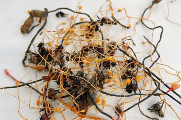 Một vài người bạo gan hơn vẫn không nén được tò mò mà nhặt chúng lên xem xét. Những cây nấm mọc ra trên đầu của ấu trùng ve dài khoảng 5-7cm. Chúng có thân dài màu vàng, phân nhánh ở phần đầu và nở hoa màu trắng.