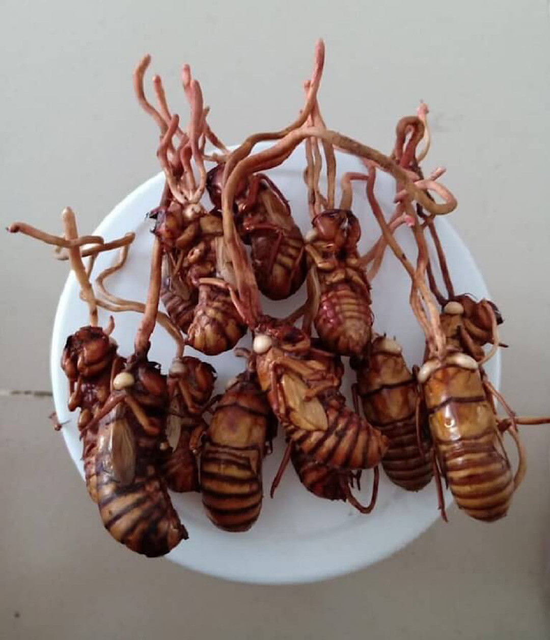 Chính vì thế người dùng cần đặc biệt thận trọng khi tìm kiếm và sử dụng đông trùng hạ thảo ve sầu. Bởi nếu nhầm lẫn với loại nấm độc sẽ xuất hiện một số triệu chứng như: chân tay co giật, nôn ói, hôn mê sâu, run và mất ý thức… Mời các bạn xem video: Khung cảnh thiên nhiên tuyệt đẹp tại các quốc gia ít dân nhất thế giớ. Nguồn: VTC