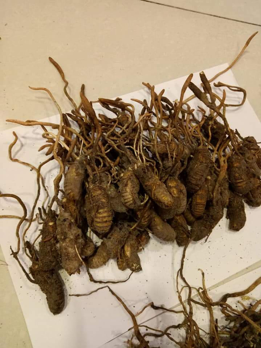 Chúng có tác dụng hữu hiệu trong việc phòng chống ung thư, tăng cường khả năng hấp thụ chất dinh dưỡng, đẩy mạnh hệ miễn dịch, kiểm soát lượng đường huyết trong máu, chống đột quỵ, điều hòa nội tiết tố và hormone cho nam và nữ, điều trị hen suyễn, viêm phế quản…