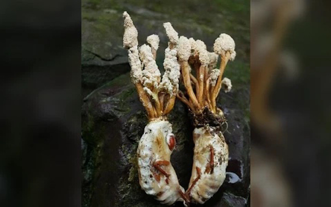 Đông trùng hạ thảo ve sầu khá hiếm, thường chỉ có trong tự nhiên nên chúng được ví von là quý như vàng. Theo chu kỳ sống của loài ve thì hàng năm chúng sẽ trồi lên khỏi mặt đất 1 lần để tìm kiếm bạn đời. Đây cũng là thời điểm mà bào tử nấm Cordyceps sẽ sống trên các ấu trùng của ve.