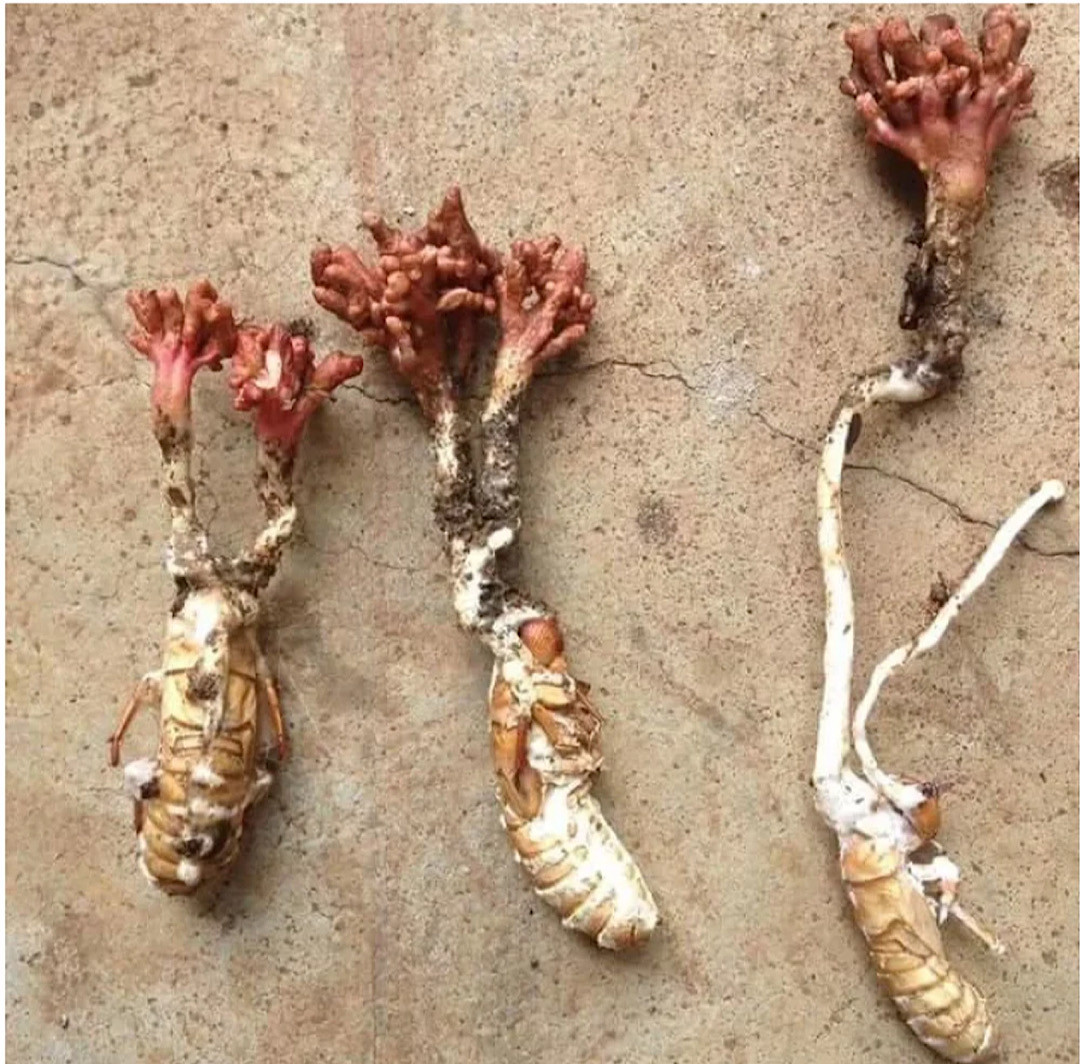 Còn trong y học hiện đại, loại đông trùng này có chứa các hoạt chất quan trọng như Cordycepin, Adenosine, Polysaccharide, Selen, Vitamin, Axit amin…