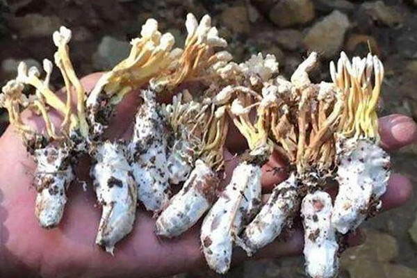 Sau đó họ đã nhặt một ít mang về và nhờ chuyên gia xem xét. Vị chuyên gia cho biết thứ mà nhóm du khách tìm thấy được gọi là đông trùng hạ thảo ve sầu. Loại đông trùng này là do bào tử nấm thuộc chi Cordyceps kí sinh trên ấu trùng ve sầu.