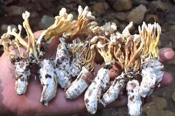 Sau đó họ đã nhặt một ít mang về và nhờ chuyên gia xem xét. Vị chuyên gia cho biết thứ mà nhóm du khách tìm thấy được gọi là đông trùng hạ thảo ve sầu. Loại đông trùng này là do bào tử nấm thuộc chi Cordyceps kí sinh trên ấu trùng ve sầu.