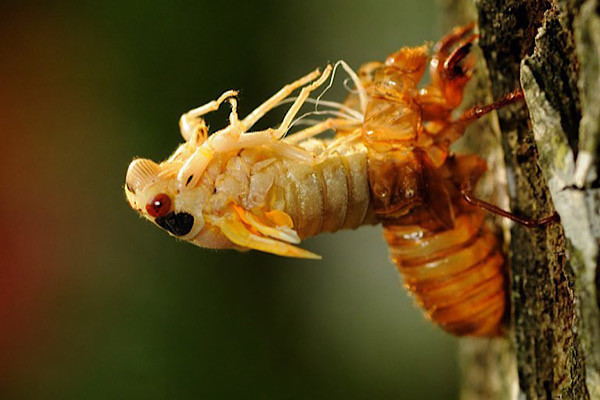 Nó có hình dáng giống như nhung hươu với màu đỏ thẫm đẹp mắt. Với loại nấm độc này thân ve sẽ bị hóa trắng, khi đụng vào sẽ có cảm giác mềm như xốp. Đặc biệt trên đầu ve sẽ có từ 1-5 cọng thân nấm và phần đầu nấm sẽ hơi phình ra.