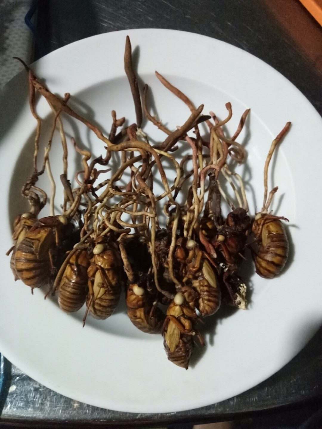 Hiện nay đã có rất nhiều người nhầm lẫn giữa đông trùng hạ thảo từ ve sầu với loại nấm độc ký sinh trên xác ve. Điều này đã khiến không ít người bị ngộ độc khi sử dụng phải loài nấm độc này.