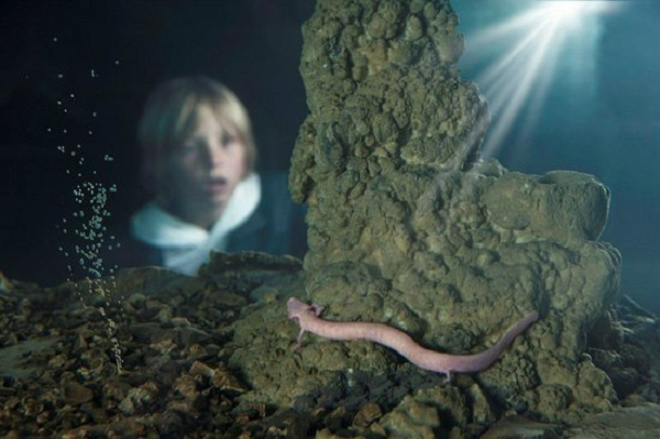  Loài kỳ giông hang động này đã giảm các hoạt động sống của mình xuống mức tối thiểu. Hầu hết các cá thể di chuyển dưới 10 mét trong vài năm, và con di chuyển xa nhất chỉ 38 mét, thậm chí có một số cá thể nằm bất động trong nước trong suốt 7 năm.