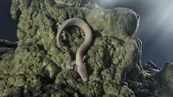 Dù có nhiều đặc điểm thú vị nhưng thứ gây ấn tượng với các nhà khoa học là những sinh vật kỳ lạ trong hệ thống hang động Postojna, không giống bất cứ nơi nào khác trên Trái Đất.