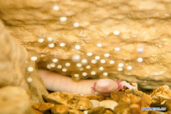 Trong suốt quãng đời dài hơn 100 năm, kỳ giông mù hầu như không ăn uống, di chuyển hoặc thậm chí là giao phối. Trong 2 hoặc 3 năm đầu, chúng có thể không ăn mà không gặp vấn đề gì.