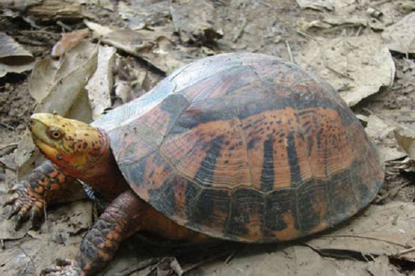 Thức ăn yêu thích của rùa hộp trán vàng là giun đất, cá, thịt, chuối chín và các loại rau.