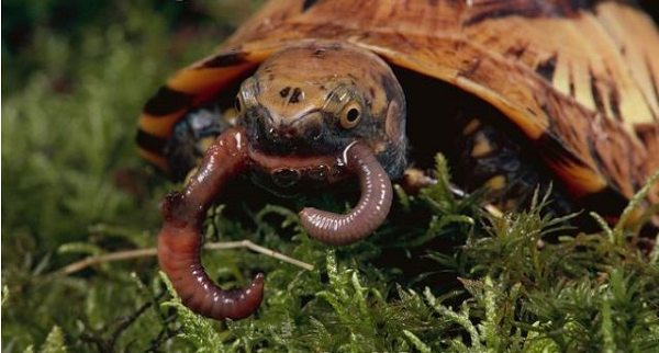 Rùa hộp trán vàng Miền trung tăng trưởng chậm chạp (10-15 tuổi) cùng với mức sinh sản thấp dẫn đến dân số của loài này thấp.