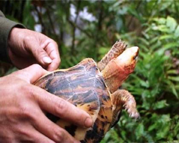 Đây là loài động vật quý hiếm thuộc nhóm IB, nằm trong Sách Đỏ Việt Nam và và thế giới, cần được bảo tồn, bảo vệ nghiêm ngặt.