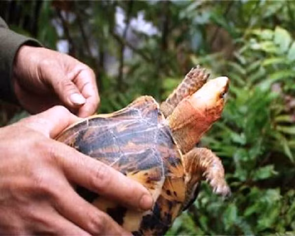 Đây là loài động vật quý hiếm thuộc nhóm IB, nằm trong Sách Đỏ Việt Nam và và thế giới, cần được bảo tồn, bảo vệ nghiêm ngặt.