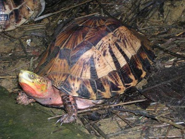 Rùa hộp trán vàng miền Trung là một loài rùa có kích thước trung bình, chiều dài mai lên tới 19–20 cm với trọng lượng khoảng 800 đến 1.200 g. Con đực và con cái đạt kích thước tương đương nhau. con non có kích thước khoảng 45–50 mm và nặng 15–24 g.