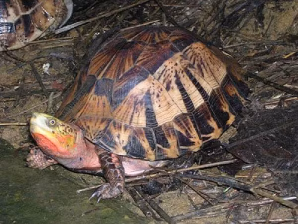 Rùa hộp trán vàng miền Trung là một loài rùa có kích thước trung bình, chiều dài mai lên tới 19–20 cm với trọng lượng khoảng 800 đến 1.200 g. Con đực và con cái đạt kích thước tương đương nhau. con non có kích thước khoảng 45–50 mm và nặng 15–24 g.