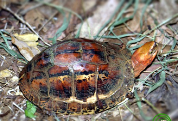 Rùa hộp trán vàng Miền Trung có mai cao, gồ hẳn lên. Yếm gồm hai mảnh cử động được, nửa yếm phía trước có thể khép kín lại được khi đầu thụt vào trong mai.
