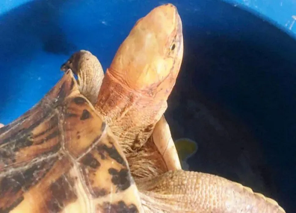 Một cá thể rùa hộp trán vàng đã đi lạc vào nhà người dân ở phường Thủy Xuân (TP.Huế), sau đó được người này bắt và nuôi nhốt. Tuy nhiên, nghi ngờ là động vật hoang dã quý hiếm, chủ nhà đã báo cáo cơ quan chức năng.