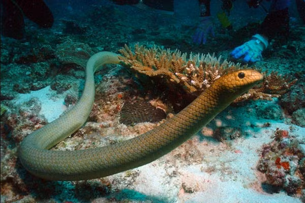 Tuy nhiên, ở phương diện khác, rắn biển là nỗi kinh hoàng của nhiều loài sinh vật dưới đáy đại dương, đặc biệt là những loài cá có thói quen sinh sống nương tựa vào các rạn san hô.