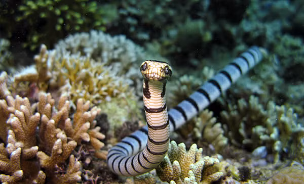 Loài rắn này có dấu hiệu nhận biết tương đối dễ dàng với đầu và thân có sọc đen. Mặt trên của nó có màu xám xanh, bụng màu vàng.