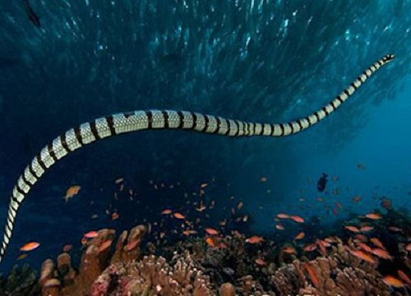 Trong số những loài rắn biển, rắn biển Belcher được mệnh danh là loài độc nhất trên thế giới. Thức ăn chủ yếu của rắn biển Belcher là cá tra, cá nóc hoặc đôi khi là mực ống. Chúng có màu sắc khá dễ nhận dạng: vằn đen trắng hoặc đôi khi là xanh đen.