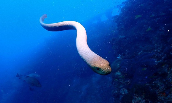 Sinh vat gay am anh nhat dai duong: Doc gap 10 lan ran duoi chuong