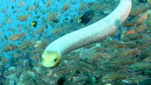 Tất cả các bộ kraits biển và rắn biển thật đều có đuôi hình mái chèo giúp chúng lướt qua mặt nước. Cơ thể mảnh mai của krait giúp nó len lỏi qua san hô để dễ dàng tìm kiếm các sinh vật ẩn nấp bên trong đó.