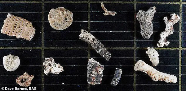 Tuy nhiên, đây lại được coi là "ốc đảo sự sống" phi thường vì các nhà khoa học đã phát hiện tới tổng cộng 77 loài sinh vật với hình dạng không thể thấy ở bất kỳ đâu khác trên Trái Đất.