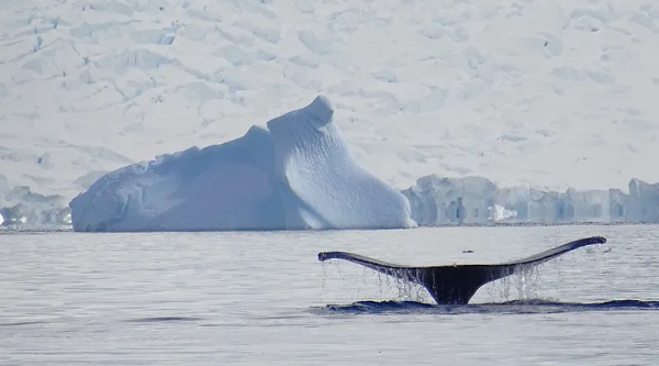 Thềm băng là một tảng băng nổi dày tạo ra nơi sông băng hoặc tấm băng chảy xuống một bờ biển và lên bề mặt đại dương. Các thềm băng chỉ được tìm thấy ở Nam Cực, Greenland và Canada.