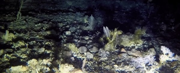 Bước đầu nghiên cứu cho thấy 77 loài bí ẩn này đã tồn tại ở đây từ khoảng 5.800-6.000 năm trước, hoàn toàn bị giam kín trong "mộ băng" tối tăm và tách biệt với thế giới bên trên.