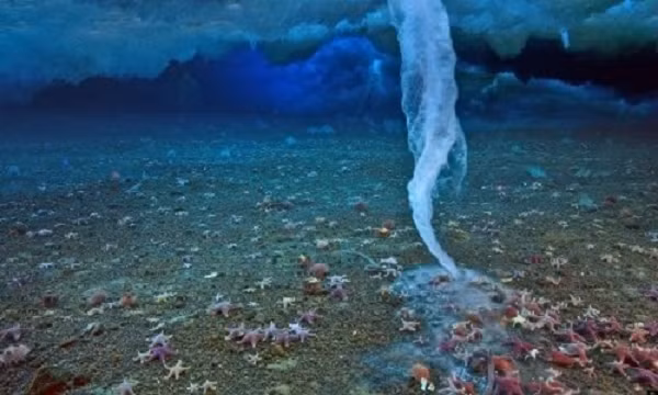  Hiện tượng chết chóc brinicle hay còn gọi là "ngón tay tử thần", là một khối nước mặn cực lạnh chìm xuống đáy biển, khiến nước biển xung quanh đóng băng theo.