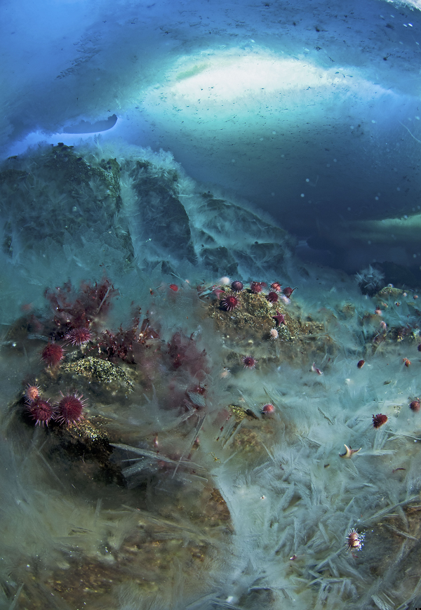 Đoạn video ghi lại hiện tượng được đoàn làm phim BBC quay dưới nước ở nhiệt độ -2 độ C tại đảo Little Razorback, thuộc quần đảo Ross tại Nam Cực. Toàn bộ quá trình hình thành cột băng brinicle trong video diễn ra rất nhanh, chỉ mất 5-6 tiếng.