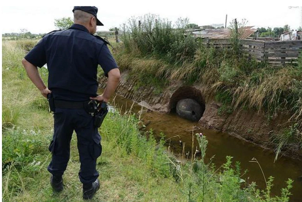 Người đàn ông cho rằng nếu đây là 1 vỏ trứng thì hẳn con vật bên trong phải rất lớn. Vì thế, người đàn ông liền gọi điện báo cảnh sát địa phương. Sau đó, một nhóm khảo cổ đã tới và nhận định rằng nó thực chất là hóa thạch của loài sinh vật cổ đại có tên là Glyptodon.