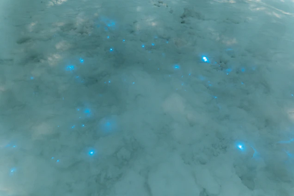 Những ngày cuối tháng 12, Vera Emelianenko - nhà vi sinh vật học ở một trạm thực địa đã bất ngờ tìm thấy những ánh sáng xanh lấp lánh hiếm có nổi bật trong tuyết trắng.