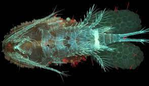 Các nhà nghiên cứu của trường Đại học Công nghệ Đan Mạch phát hiện ra rằng khi loài giáp xác tiếp xúc với các tế bào phát quang sinh học của sinh vật phù du, chúng sẽ phản ứng nhanh và gần như không bị ảnh hưởng bởi các tế bào phát quang sinh học.