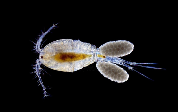 Ban ngày chúng hoạt động ở độ sâu lớn nhưng đến ban đêm chúng xuất hiện ở vị trí chỉ cách mặt nước vài mét. Chúng dạt vào bờ, mắc trên tuyết do những đợt thuỷ triều mạnh đưa vào.