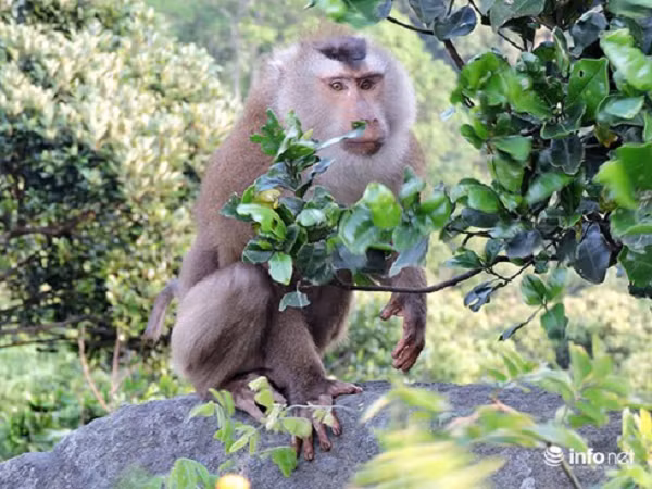 Khỉ đuôi lợn hoạt động kiếm ăn ban ngày, cả ở thung lũng, rừng thưa, trên cây cũng như dưới mặt đất.