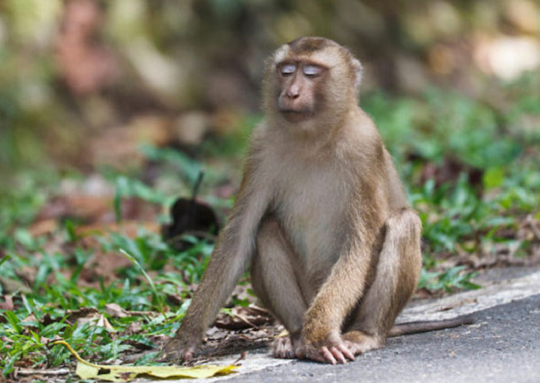 Khỉ đuôi lợn là loài động vật rừng nguy cấp, quý, hiếm thuộc nhóm IIB theo quy định tại Nghị định 32/2006/NĐ-CP của Chính phủ quy định về Quản lý thực vật rừng, động vật rừng nguy cấp, quý, hiếm.