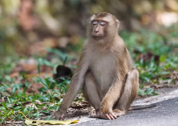 Khỉ đuôi lợn là loài động vật rừng nguy cấp, quý, hiếm thuộc nhóm IIB theo quy định tại Nghị định 32/2006/NĐ-CP của Chính phủ quy định về Quản lý thực vật rừng, động vật rừng nguy cấp, quý, hiếm.