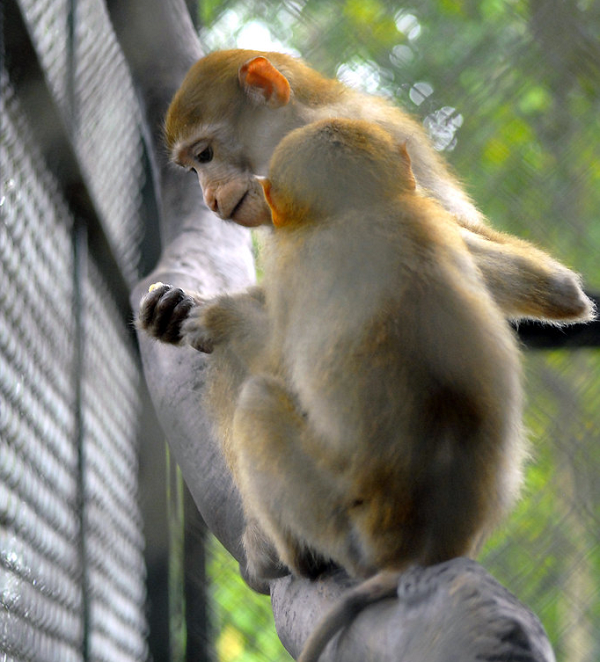Trên thế giới, khỉ đuôi lợn phân bố ở Bangladesh, Campuchia, Trung Quốc, Ấn Độ, Lào, Myanmar, Thái Lan.