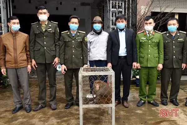 Trước đó, gia đình anh Dương Đình Cường (ở thôn Đông Thịnh, xã Kỳ Phong, huyện Kỳ Anh) mua lại một cá thể khỉ đuôi lợn từ một người không rõ lai lịch, bẫy ở rừng về bán.