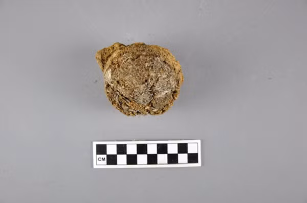 Theo nhóm nghiên cứu đứng đầu bởi giáo sư Shuya Wei từ Viện Di sản Văn hóa và lịch sử khoa học công nghệ, thuộc Đại học Khoa học và công nghệ Bắc Kinh (Trung Quốc), các tài liệu trước đó cho thấy vào thời Xuân Thu (năm 770-476 trước Công Nguyên), trà đã được trồng để làm vật tế và làm rau ở Trung Quốc.