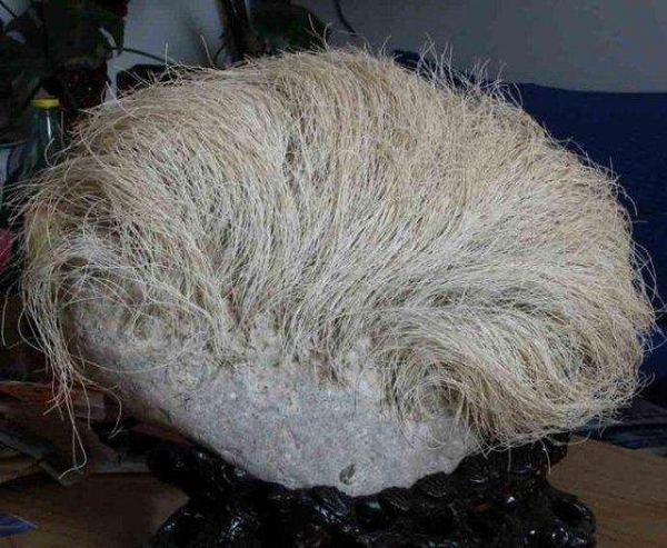 Một người đàn ông họ Wang ở Trung Quốc trong một lần đi công tác đã tình cờ tìm thấy một hòn đá to kỳ lạ với những sợi tóc bạc phơ mọc trên bề mặt trông như sọ của một người trung niên.