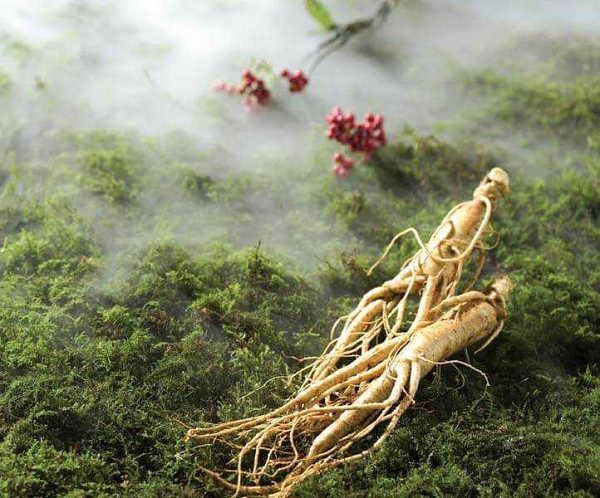 Álvaro Semedo, một nhà truyền giáo Dòng Tên đến từ Bồ Đào Nha, là tác giả quyển sách đầu tiên đề cập đến nhân sâm ở châu Âu. Năm 1643, Álvaro Semedo đã viết trong cuốn sách "The History of that Great and Renowned Monarchy of China" (Tạm dịch: "Lịch sử chế độ quân chủ Trung Quốc vĩ đại và nổi tiếng").