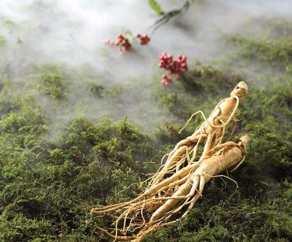 Álvaro Semedo, một nhà truyền giáo Dòng Tên đến từ Bồ Đào Nha, là tác giả quyển sách đầu tiên đề cập đến nhân sâm ở châu Âu. Năm 1643, Álvaro Semedo đã viết trong cuốn sách "The History of that Great and Renowned Monarchy of China" (Tạm dịch: "Lịch sử chế độ quân chủ Trung Quốc vĩ đại và nổi tiếng").