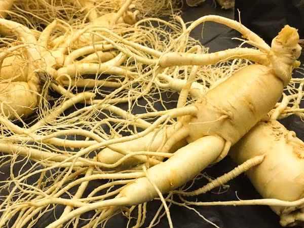 Nhân sâm được xếp vào loại thực vật có thời gian phát triển lâu dài. Thân cây khá thấp, rơi vào khoảng 15cm đến 30cm, phần củ rễ nhiều thịt và mọng nước.