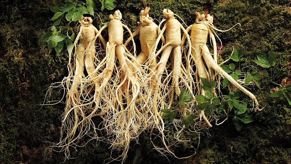 Thứ "rễ cây" được người phương Tây ca ngợi và thèm khát như vậy lại xuất hiện khá nhiều ở Châu Á. Môi trường sống của nhân sâm hoang dã thường là những khu rừng trên núi có độ cao so với mực nước biển từ 1.000 – 2.000 mét. Phổ biến là nhân sâm Hàn Quốc, Trung Quốc, Triều Tiên,...