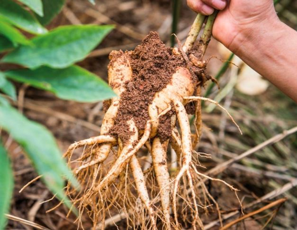 Hiệu quả của nhân sâm đã được mô tả trong "Bản Thảo Cương Mục" xuất bản ở Trung Quốc vào cuối thế kỷ 16, và các nhà truyền giáo đã dịch các thông tin liên quan sang tiếng Latinh, Pháp, Đức, Anh, Nga và Tây Ban Nha.